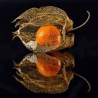 4-piece-canvas-print-physalis