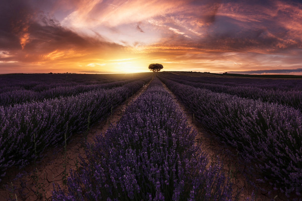 framedposter-print-lavender-sunset