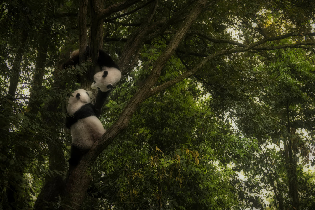 framedcanvas-print-panda-x