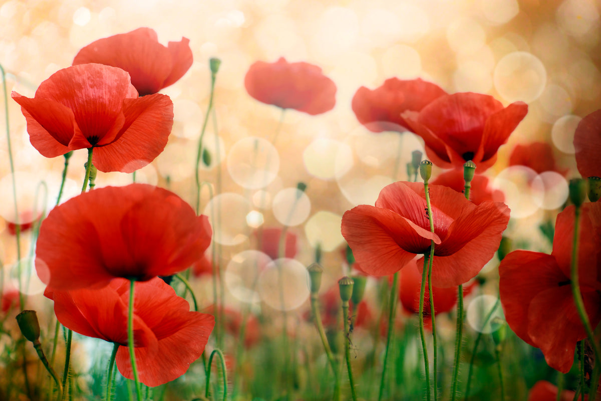 aluminium-print-the-poppy