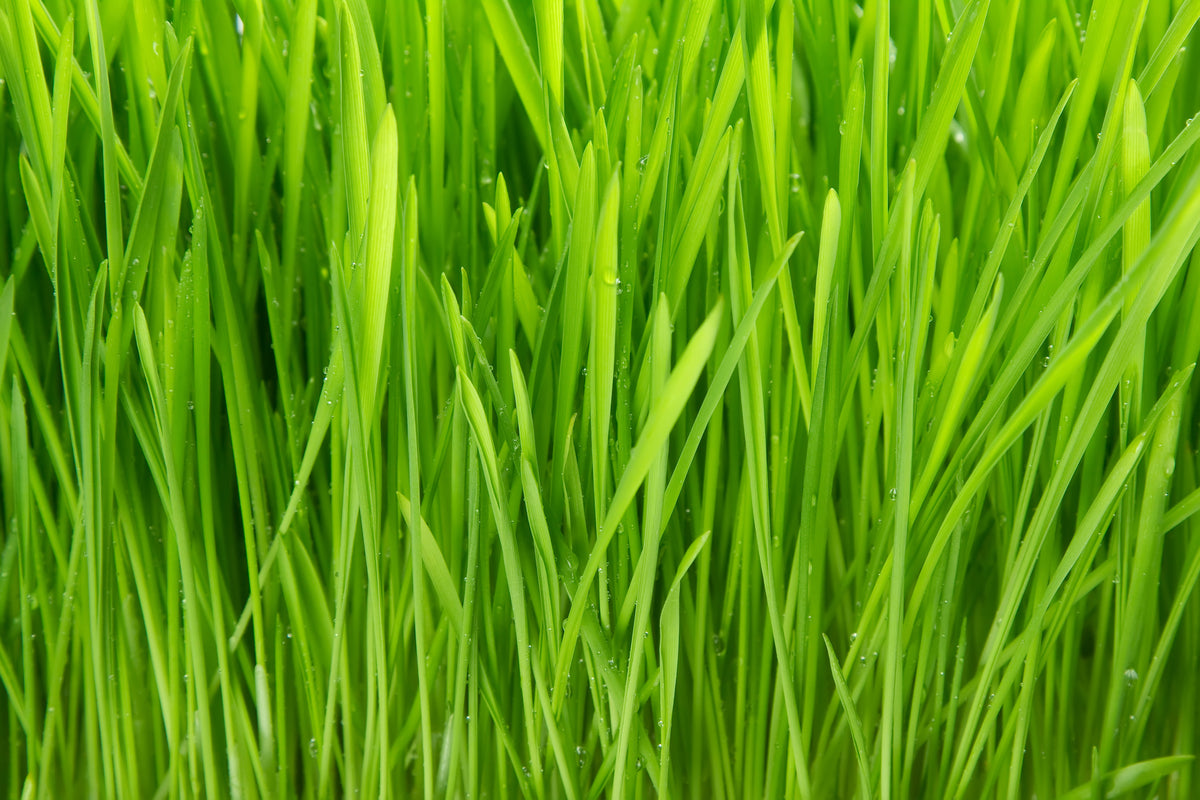aluminium-print-grass-in-morning-dew