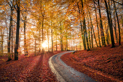 poster-print-road-in-sapderaysen-nationalpark-sweden-x
