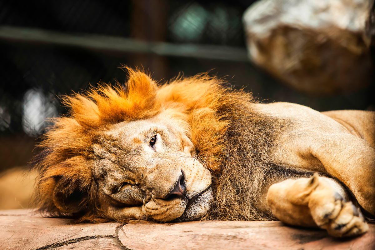 3-piece-aluminium-print-relaxed-lion