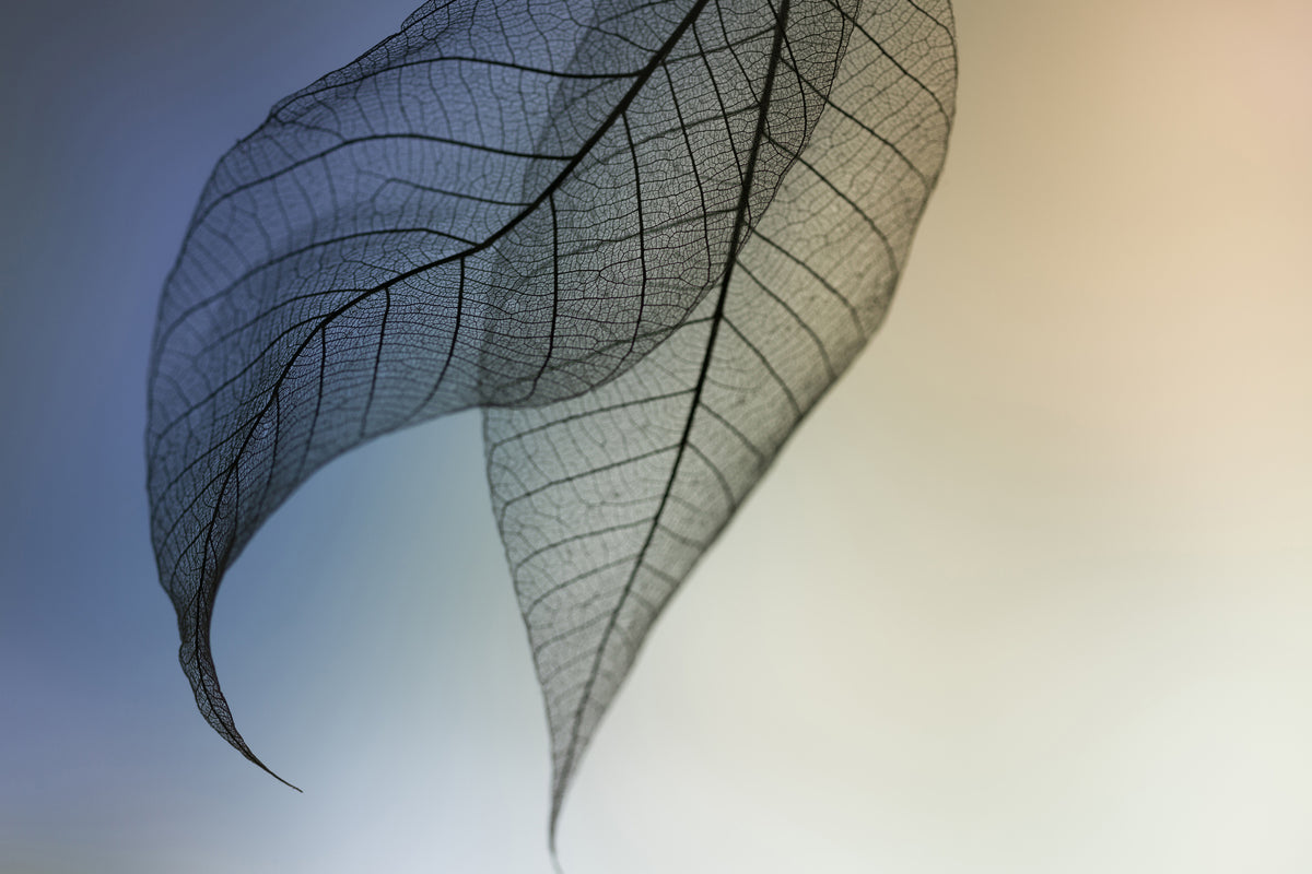 canvas-print-cavatina