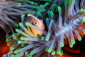 poster-print-clownfish