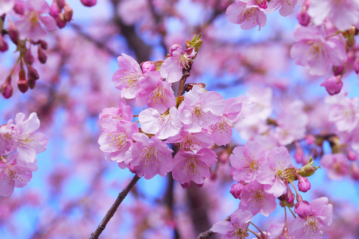 acrylic-print-gorgeous-cherry-blossom