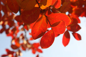 3-piece-aluminium-print-red-leaves-xl