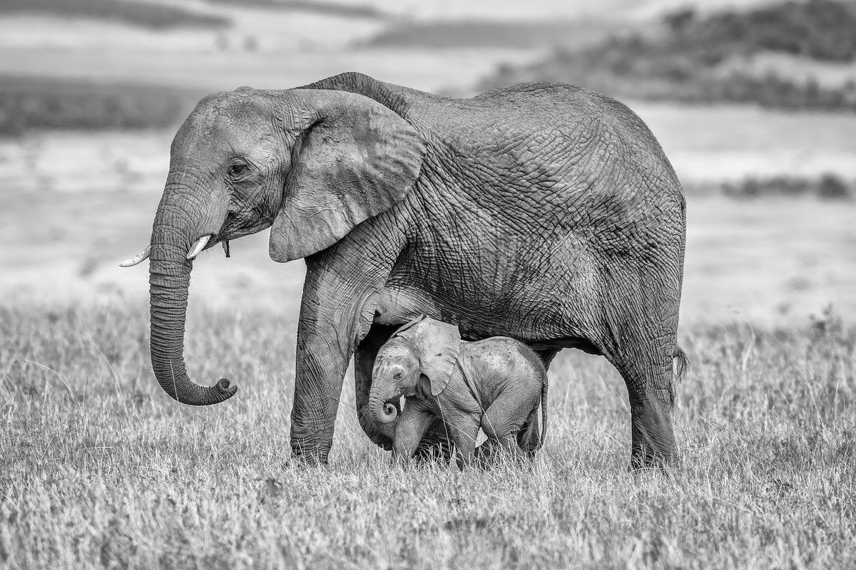 acrylic-print-staying-close-and-protected-x