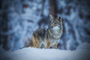 canvas-print-coyote-in-winter-x