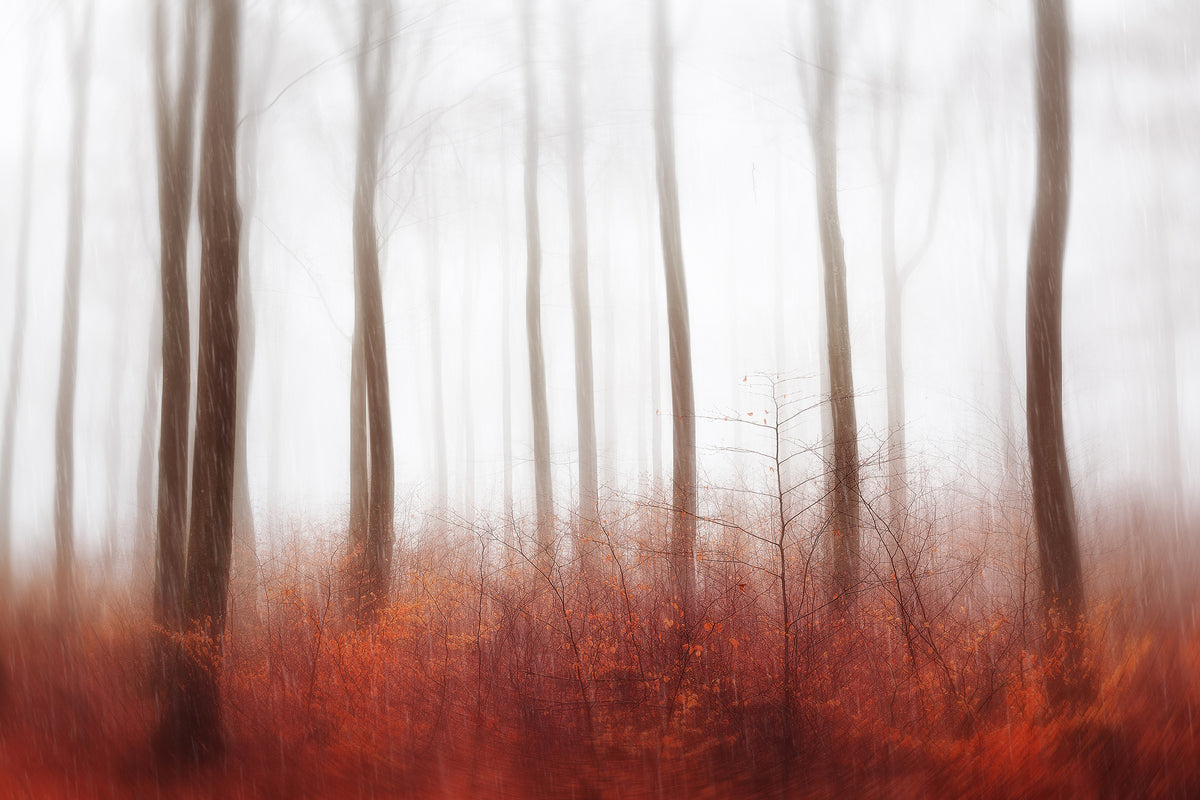 poster-print-endless-woods-x