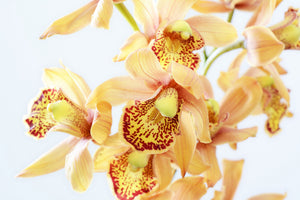 canvas-print-yellow-orchid