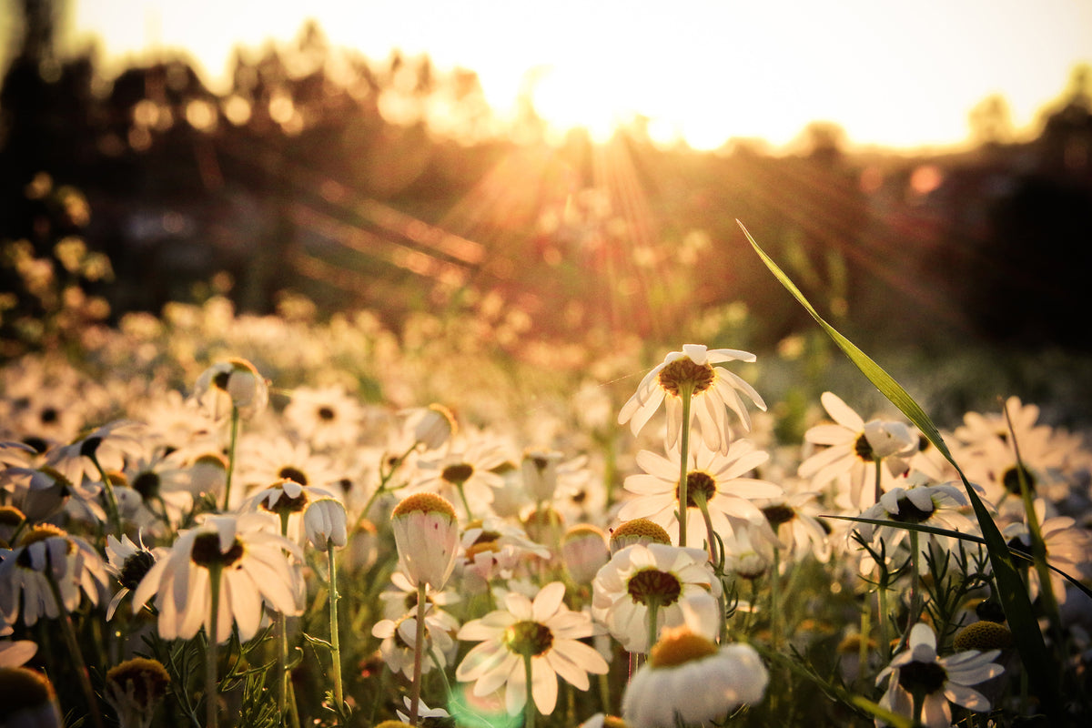 3-piece-acrylic-print-daisies-at-sunset