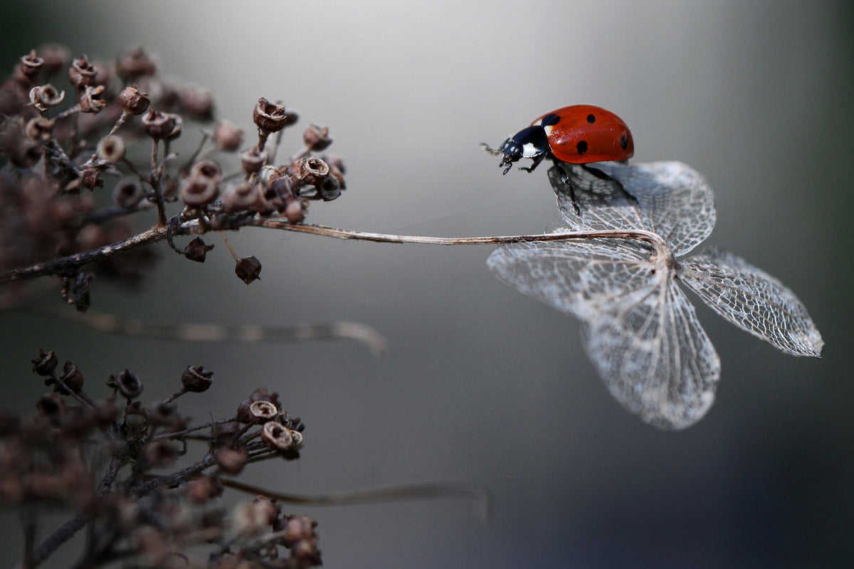 canvas-print-ladybird-on-hydrangea