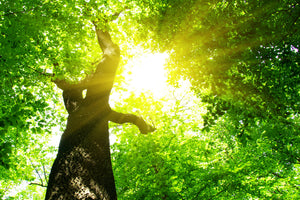 modern-3-piece-canvas-print-tree