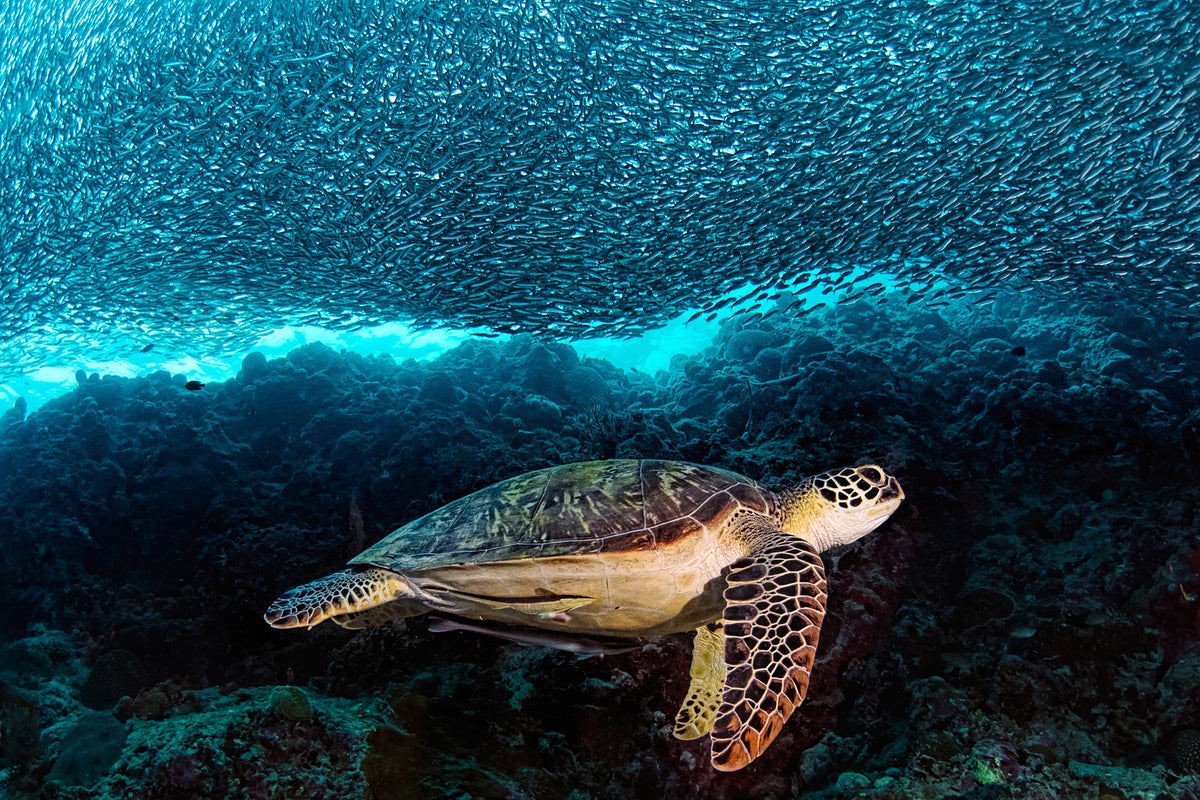 framedposter-print-turtle-and-sardines-x