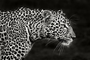 poster-print-leopard-close-up-x