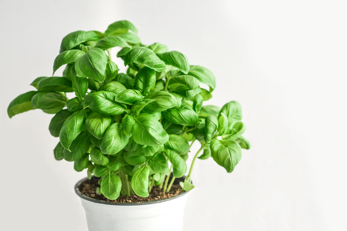 aluminium-print-basil-in-the-pot