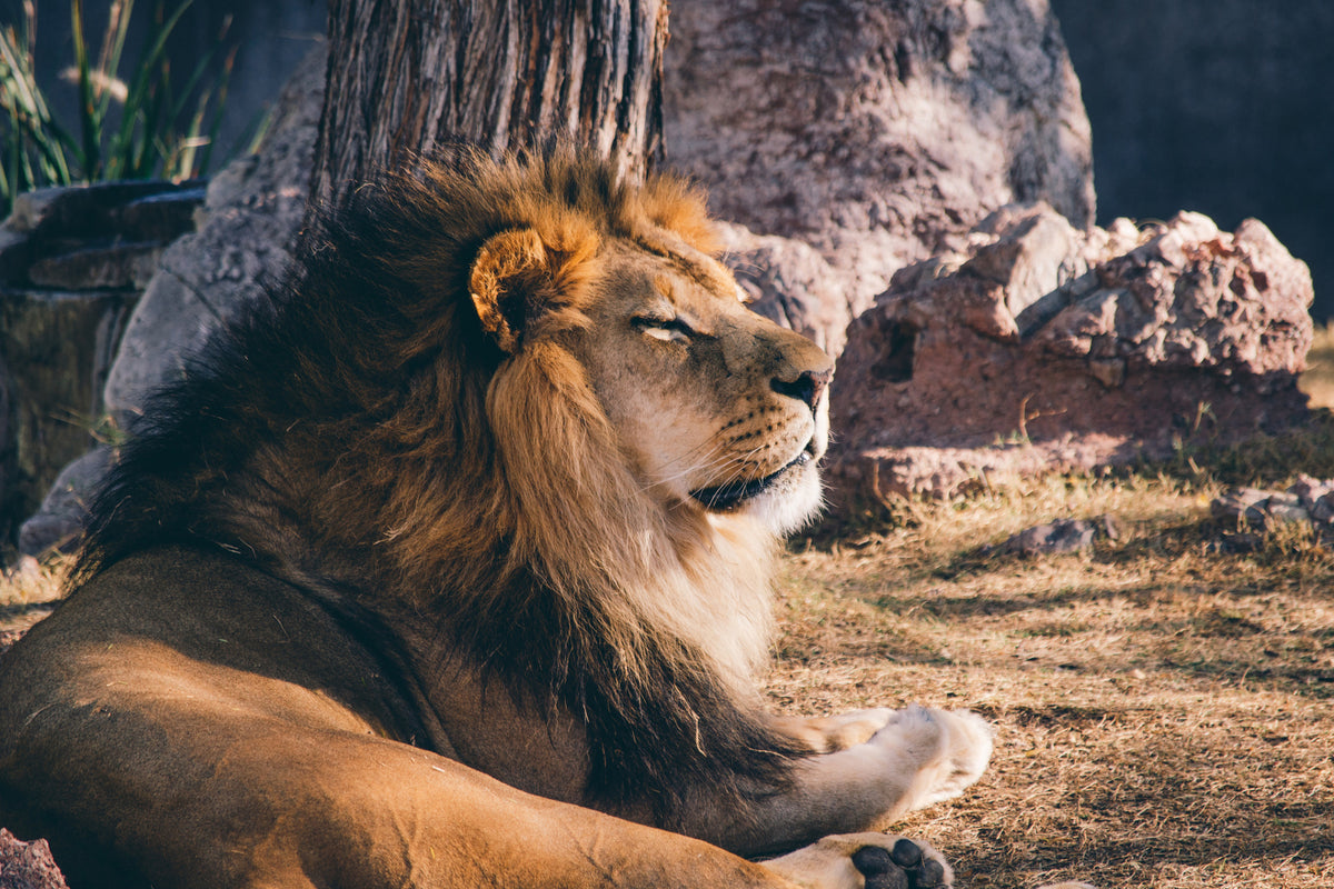 framedposter-print-lion-is-sunning-himself