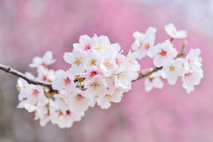 modern-3-piece-acrylic-print-cherry-blossoms-xxl