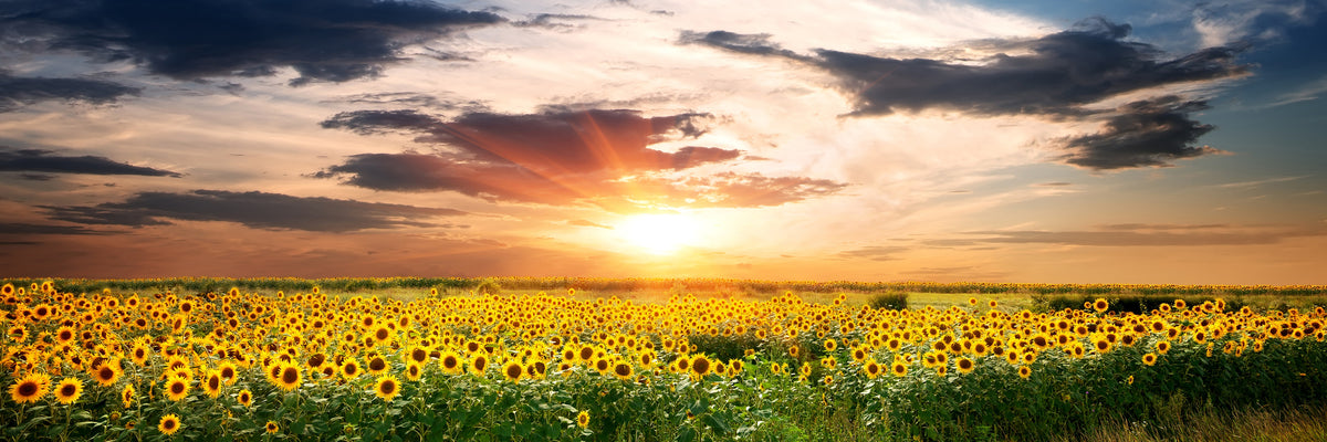 panoramic-3-piece-aluminium-print-a-field-of-sunflowers-panorama