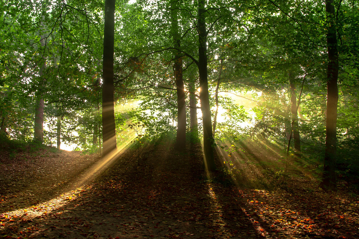 aluminium-print-sun-in-the-forest