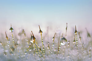 framedposter-print-the-dew-drops