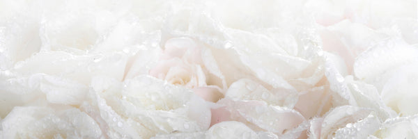 panoramic-3-piece-acrylic-print-white-roses-in-the-morning-dew-panorama