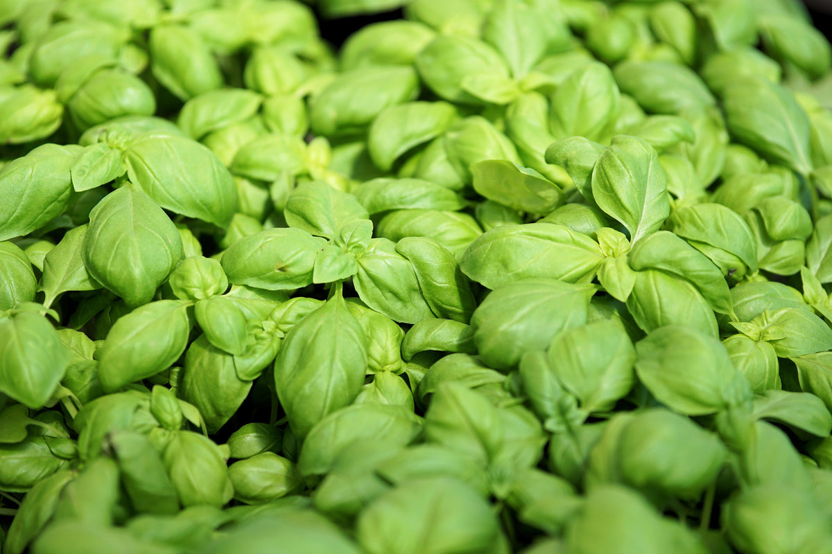 3-piece-aluminium-print-all-basil