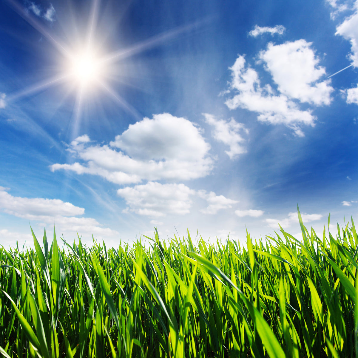 4-piece-canvas-print-spring-grass