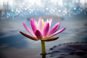 framedcanvas-print-lotus-in-the-morning-dew