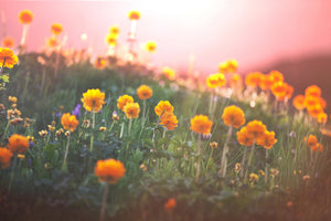 canvas-print-the-mountain-meadow