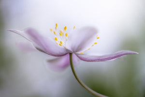 aluminium-print-nemorosa-ii
