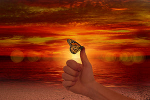 poster-print-the-butterfly-in-the-evening-light