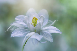 canvas-print-purity-xup