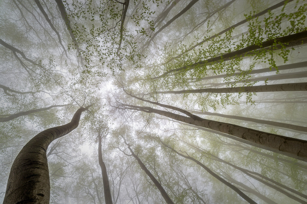 acrylic-print-forest-views-x