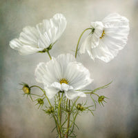 acrylic-print-cosmos-charm