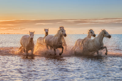 poster-print-camargue-horses-ii-x