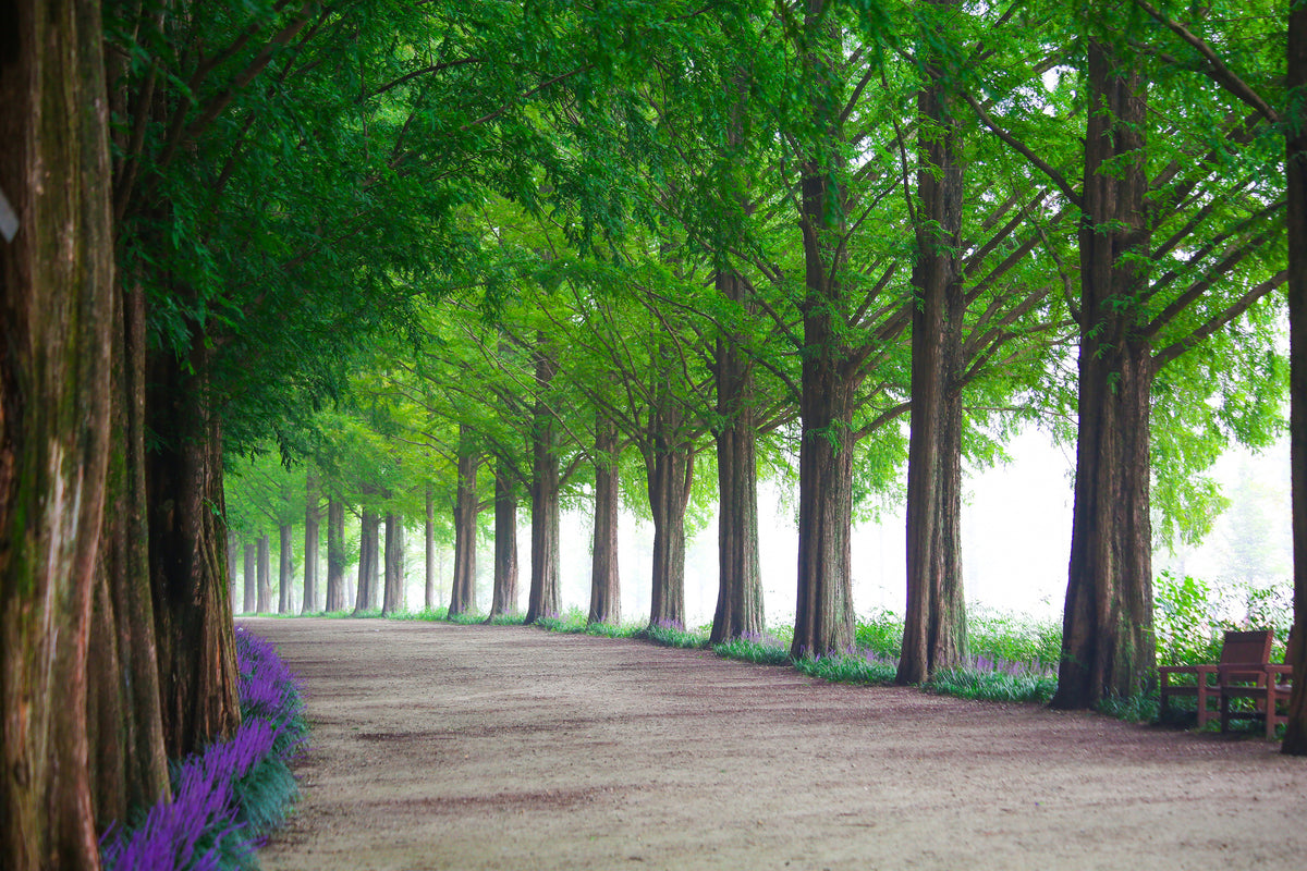 poster-print-beautiful-tree-avenue