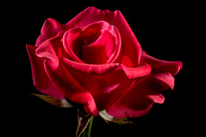 poster-print-the-flower-of-love