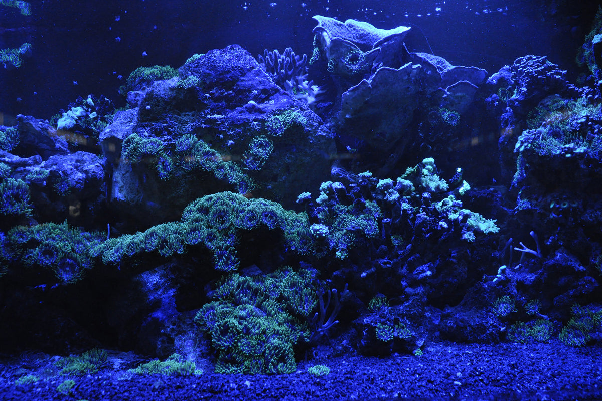 3-piece-acrylic-print-coral-reef-in-blue