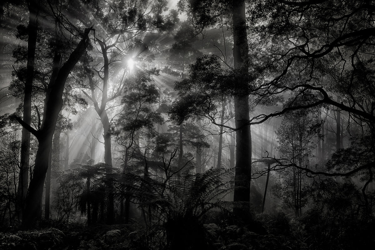 aluminium-print-primary-forest
