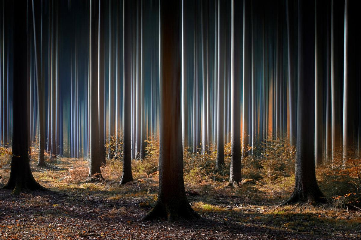 canvas-print-mystic-wood