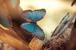 modern-3-piece-canvas-print-butterflies