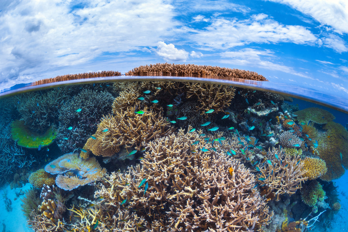 canvas-print-split-level-from-mayotte-reef-x