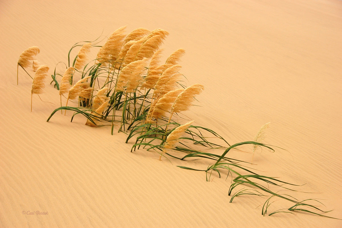 acrylic-print-pampas-grass-in-sand-dune-x