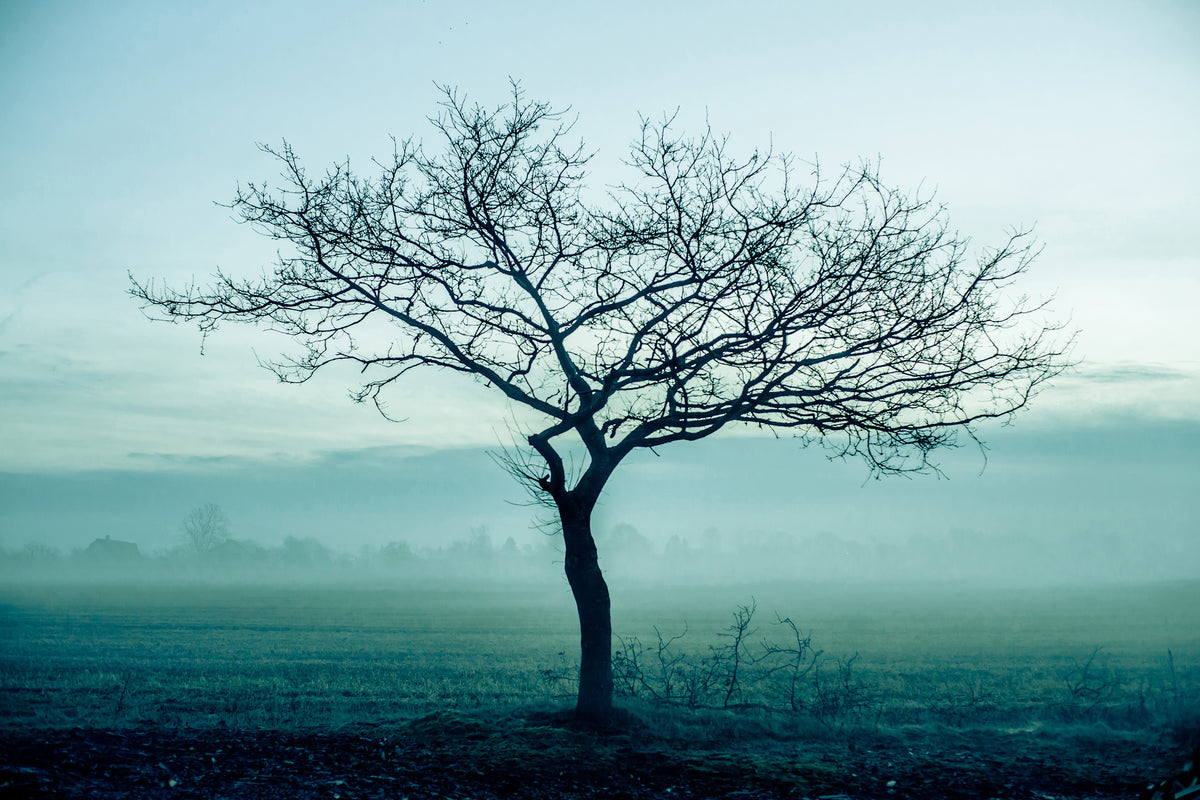 framedcanvas-print-the-magic-tree
