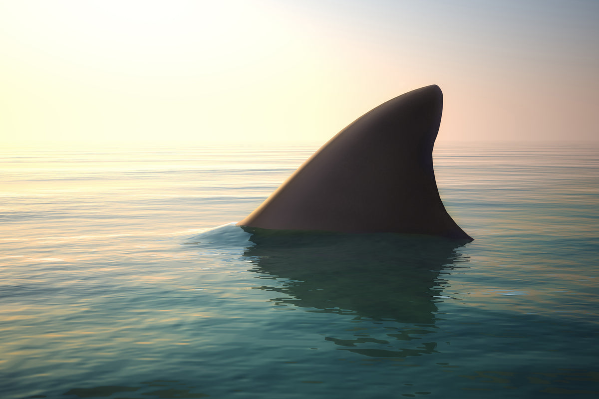 framedcanvas-print-shark-fin