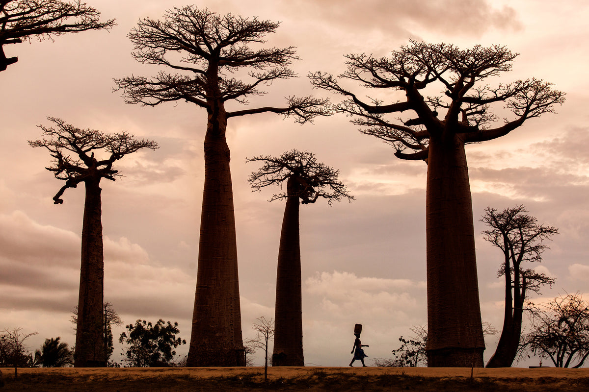canvas-print-madagascar-x