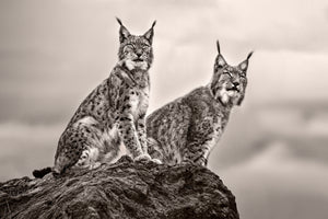 framedcanvas-print-two-lynx-on-rock
