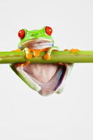 framedposter-print-frog-acrobatics